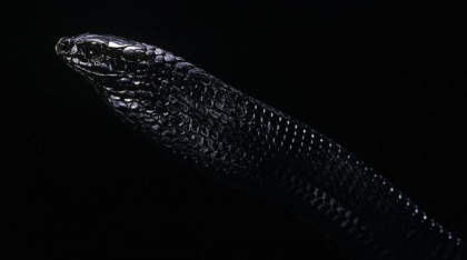 „Creatură neagră cu ochi mari, descoperită”: O nouă și bizară specie identificată într-o mină de aur din Papua Noua Guinee