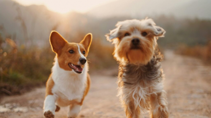 Moartea unui animal de companie. Ce să le spuneți copiilor și ce cuvinte să evitați