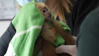 Traficanți de animale prinși cu pui de maimuță în chiloți. Doi dintre ei au murit sufocați VIDEO