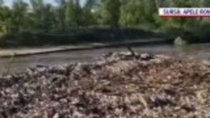 Tone de gunoaie plutesc pe Someș după ce sistemul care prelua deșeurile instalat anul trecut s-a rupt