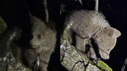 Pui de urs, scos cu jandarmeria dintr-o gospodărie din Alba