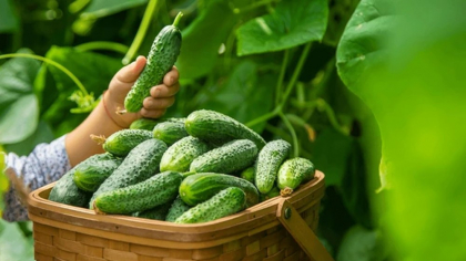 Ce trebuie să plantezi lângă castraveți pentru o recoltă mai bogată ca oricând? Cele mai bune opțiuni