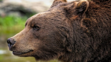 Alertă extremă la Râmnicu Vâlcea. Un urs terorizează orașul de câteva zile. Localnicii, avertizați prin Ro-Alert să rămână în case FOTO