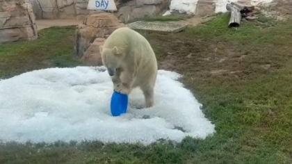 Cum s-a bucurat ursul polar Nuniq după ce a primit cadou două tone de gheață I VIDEO  
