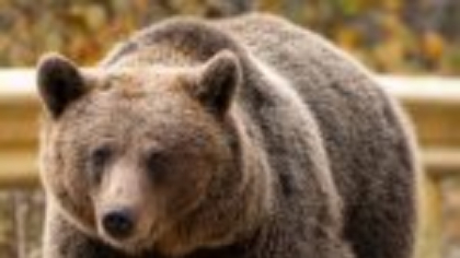 Un urs a apărut pe Strada Libertății din Bușteni. A fost trimis mesaj RO-Alert