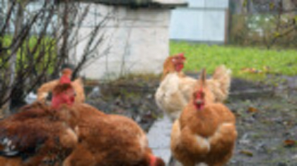 Principalul furnizor de carne de pasăre al Uniunii Europene se confruntă cu o blocare a exporturilor. Care este motivul