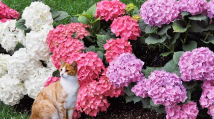 Ingredientul care schimbă culoarea hortensiilor. Florile pot deveni albastre sau violet