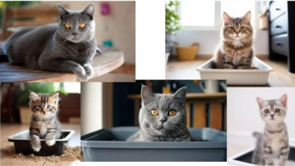 Care este  alegerea ideală pentru litiera pisicii tale: silicat sau tofu?