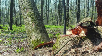 USR propune amenzi până la 5.000 de lei pentru tăierea ilegală a arborilor, plantările în compensare, obligatorii