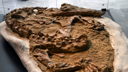 Fosilele unui delfin, vechi de 12 milioane de ani, descoperite în Peru