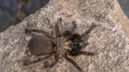 Germania: 1.500 de tarantule descoperite în cutii de biscuiți, pe aeroportul din Köln