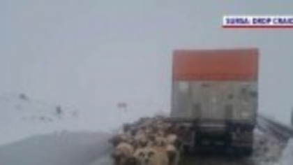 Drumarii au intervenit pe Transalpina, ca să salveze ciobanii și turmele lor. Zăpada depășea un metru