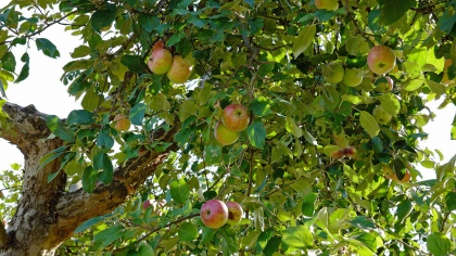 La ce distanță poți planta pomi față de gardul vecinului. Ce spune legea și ce riști dacă nu o respecți