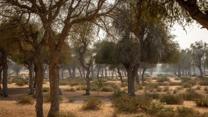 Ghaf – Inima verde a deșertului din Ras Al Khaimah