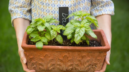 Ce trebuie să ai în vedere dacă vrei să cultivi busuioc. 90% dintre oameni fac această greșeală!
