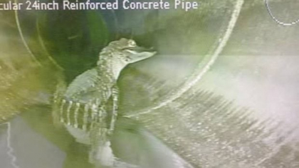 Muncitorii au găsit un aligator care se relaxa într-o țeavă, în Florida: „Prietenul vostru s-a întors”
