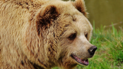 Care este Animalul asociat Spiritului tau si ce semnificatie are pentru tine, in functie de zodia ta