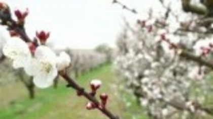 Anomalie climatică într-un județ din România. Cireșii au înflorit pentru a doua oară, în același an