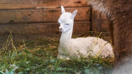 Grădina Zoologică Craiova și-a mărit familia de alpaca: puiul va fi ținut o perioadă în izolare