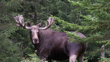 O „specie pierdută”, vânată până la dispariție, va reveni după 3.000 de ani într-o țară din Europa