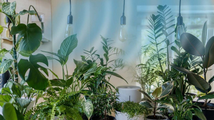 Plantele care îți răcoresc locuința pe timp de caniculă! Dacă le ai, se reduce imediat temperatura din camere