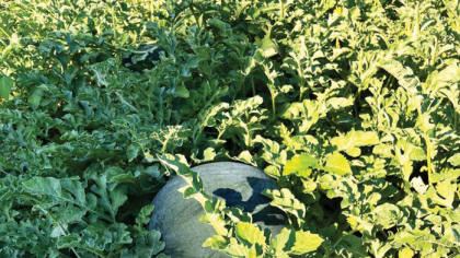 România, al cincilea cel mai mare producător de pepeni din UE, a pierdut în ultimii şase ani 65% din producţie. Ştefan Buciuc, CEO, BCR Social Finance: „Evoluţia pieţei de pepeni ne arată cum se poate pierde un avantaj competitiv dacă lanţul valoric local nu este sprijinit“
