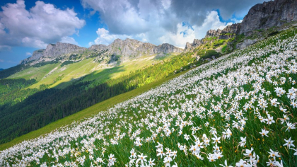 Rezervațiile de narcise din România, comorile parfumate ale naturii. Care sunt zonele unde natura face casă bună cu tradițiile