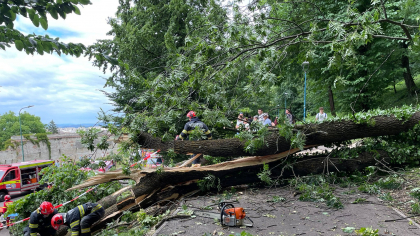 Tănăr strivit de un copac, în plină stradă