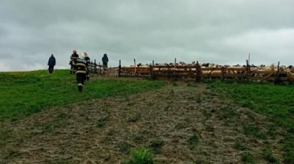 Cioban rănit grav după ce a vrut să alunge un urs cu petarda la o stână din Azuga