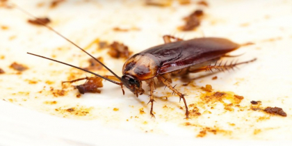 Cum să scapi rapid de gândacii de bucătărie. Trucul-minune preparat în casă, din doar câteva ingrediente, care este extrem de eficient