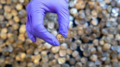 Descoperire arheologică unică: A fost găsit cel mai mare tezaur de monede de aur din Epoca Fierului din UK. Cum arată comoara
