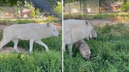 Doi pui de lup arctic pufoși s-au născut, iar acum se joacă, în Parcul Zoo din Oradea. Mama lor e din Cehia, tatăl din Franța I VIDEO