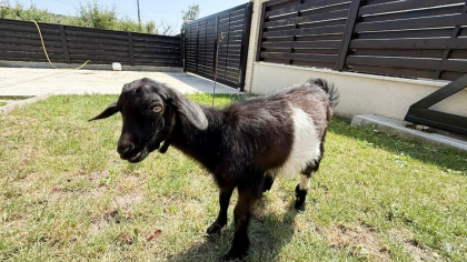 Tică, iedul care a supraviețuit miraculos la Facultatea de Medicină Veterinară din cadrul USV Iași, își petrece vacanța de vară în Bucovina: „Are ca prieteni șase căluți din rasa Shagya Arab”