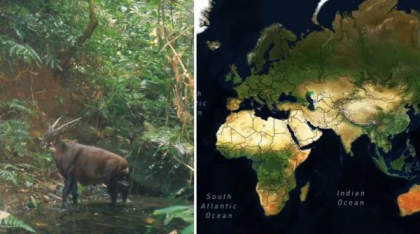 "Am fost foarte surprinși". Descoperiri ştiinţifice despre unicornul asiatic, animalul misterios văzut ultima dată în urmă cu 12 ani