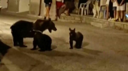 Urși, pe străzile unor localități din Harghita. Localnicii au primit mesaje RO-Alert