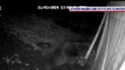 Invazie de urși într-o comună din Mureș: ”A încercat să intre pe geam”. Oamenii se apără cu petarde: ”O ursoaică cât o vacă”