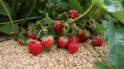 Cum îngrijești căpșunile. Secretul pentru a te bucura de fructe delicioase și sănătoase