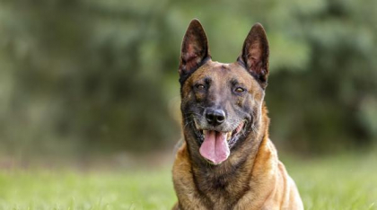 Un bărbat a fost reținut după ce a lovit un câine pe stradă în Chiajna. Animalul a fost internat într-un spital veterinar