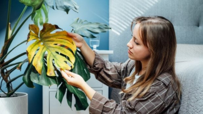 De ce se usucă plantele de apartament?