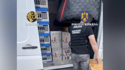 Zeci de porumbei de mare valoare, furaţi din Belgia, au fost găsiţi în Mehedinţi. Prejudiciul depăşeşte 2,2 milioane de euro
