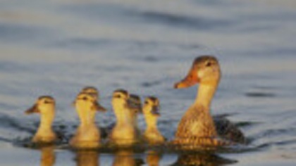 Zeci de rațe sălbatice moarte pe un lac din Buzău. Scenariile luate în calcul după ce a fost exclusă gripa aviară