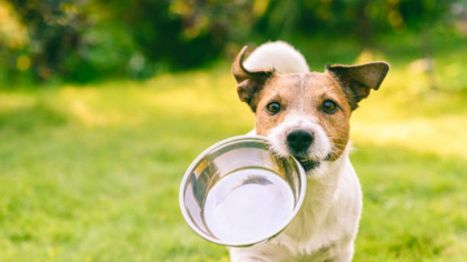 Lege nouă pentru proprietarii de câini. Amenzi de până la 500 de lei pentru cei care nu o respectă. Există și riscul ca animalul de companie să fie confiscat