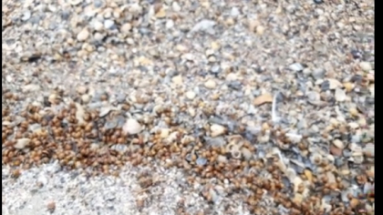 Gărgăriță-riță, fugi pe litoral! Buburuze agresive invadează litoralul