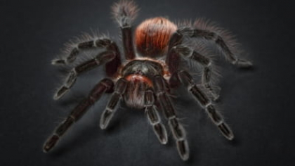 Vameșii au descoperit 1.500 de tarantule, în cutii de prăjituri cu ciocolată. "Acest colet i-a lăsat fără cuvinte chiar și pe cei mai experimentați dintre ei."