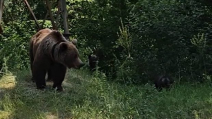 Bărbat, la un pas să fie atacat de o ursoaică cu trei pui, după ce a încălcat un avertisment aflat chiar lângă el: „N-au nicio vină, noi îi învățăm prost”