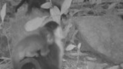 Descoperirea uimitoare a unor cercetători într-o junglă din Panama. „Așa ceva nu s-a mai văzut până acum”