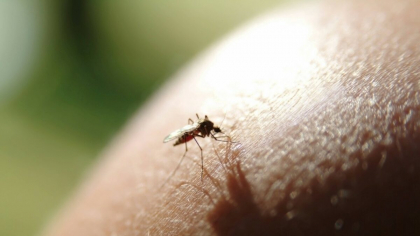 Virusul tropical CHIKV a ajuns în Europa. Specialiștii trag un semnal de alarmă și avertizeaza populația