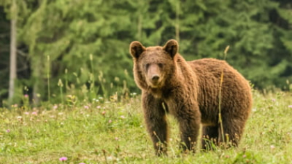 Jandarmi chemați de 4 ori într-o singură noapte pentru a îndepărta urșii din apropierea locuințelor sau intrați în gospodării