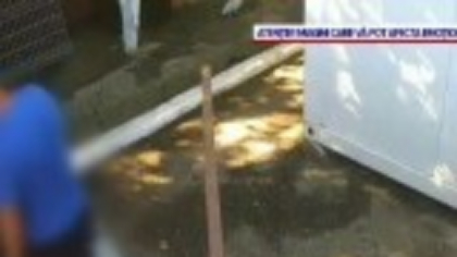 Cruzime nemărginită la Vaslui. O sută de câini dintr-un padoc au fost eutanasiați ilegal: „Se încărcau saci cu cadavre”