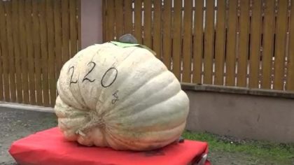 Un fermier din Mureș a crescut un dovleac de 220 de kilograme: „Peste 500 de litri de apă pe zi am băgat”